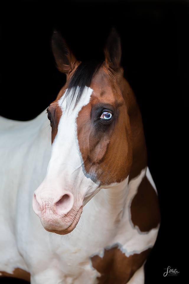 Horse Portraits by Steffi Mertz Photography